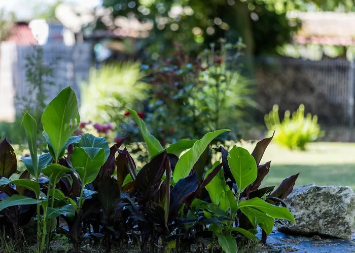 Semesterbostad Elite Lacquy